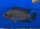 Variabilichromis moorii 6-7 cm