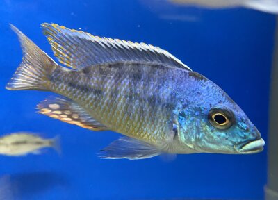 Lethrinops lethrinus 12-14 cm