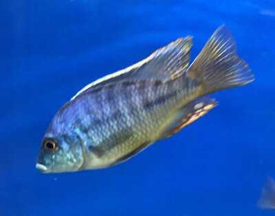 Lethrinops lethrinus 12-14 cm