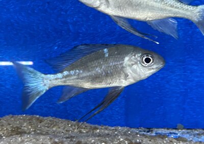 Ophthalmotilapia boops Nkondwe 9-12 cm