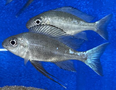 Ophthalmotilapia boops Nkondwe 9-12 cm