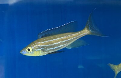 Benthochromis tricoti Lupita Island 13-19 cm