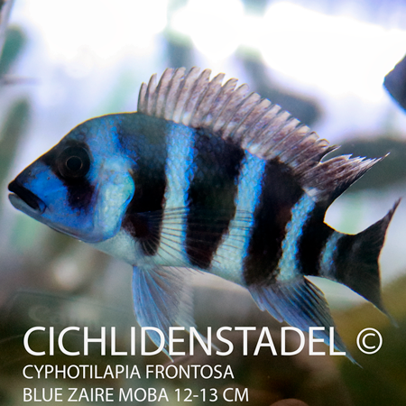 Cyphotilapia frontosa blue Zaire Moba 13-14 cm