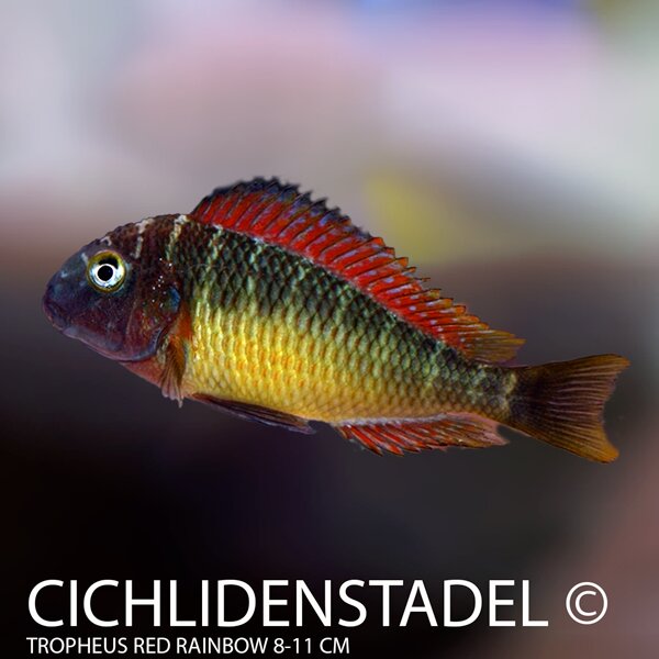 Tropheus red rainbow 8-10 cm