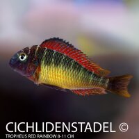 Tropheus red rainbow 8-10 cm