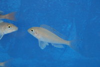 Xenotilapia spilopterus Bangwe blue scale 8-10 cm