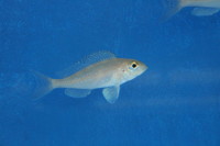 Xenotilapia spilopterus Bangwe blue scale 8-10 cm
