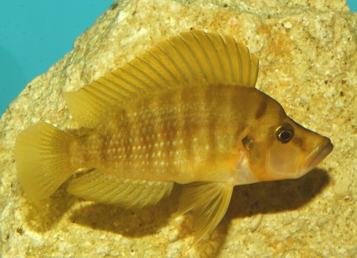 Altolamprologus compressiceps Mandarin Rubumba 3-4 cm