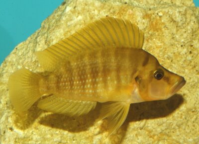 Altolamprologus compressiceps Mandarin Rubumba 3-4 cm