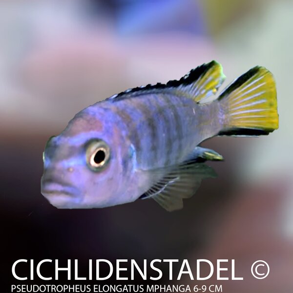 Pseudotropheus elongatus Mphanga 7-9 cm