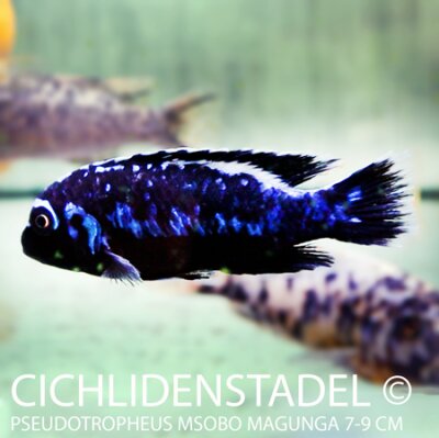 Pseudotropheus msobo Magunga 7-9 cm