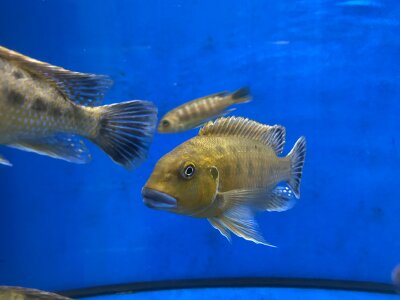 Pseudotropheus williamsi orange blue lips 7-9 cm