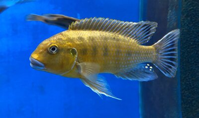 Pseudotropheus williamsi orange blue lips 10-13 cm