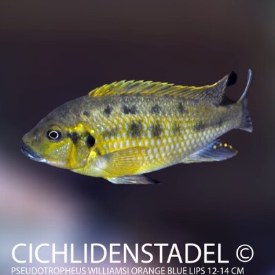 Pseudotropheus williamsi orange blue lips 10-13 cm