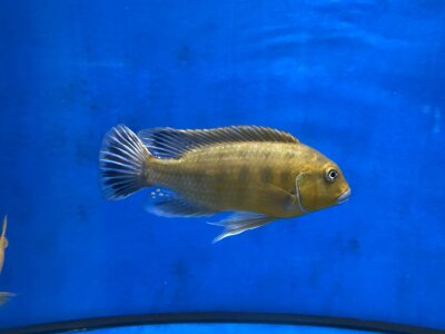 Pseudotropheus williamsi orange blue lips 10-13 cm
