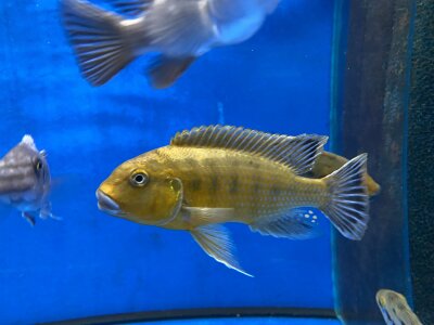 Pseudotropheus williamsi orange blue lips 10-13 cm