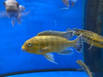 Pseudotropheus williamsi orange blue lips 10-13 cm