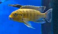 Pseudotropheus williamsi orange blue lips 10-13 cm