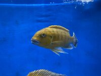 Pseudotropheus williamsi orange blue lips 10-13 cm
