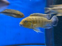 Pseudotropheus williamsi orange blue lips 10-13 cm