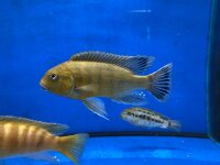 Pseudotropheus williamsi orange blue lips 10-13 cm