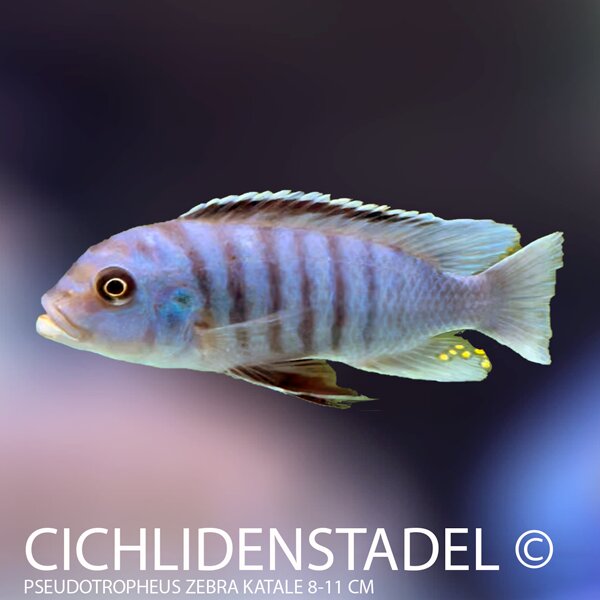 Pseudotropheus zebra Katale 8-11 cm
