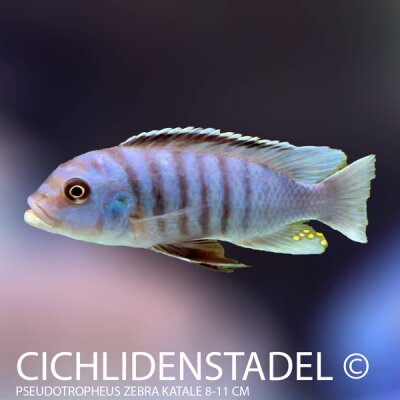 Pseudotropheus zebra Katale 8-11 cm