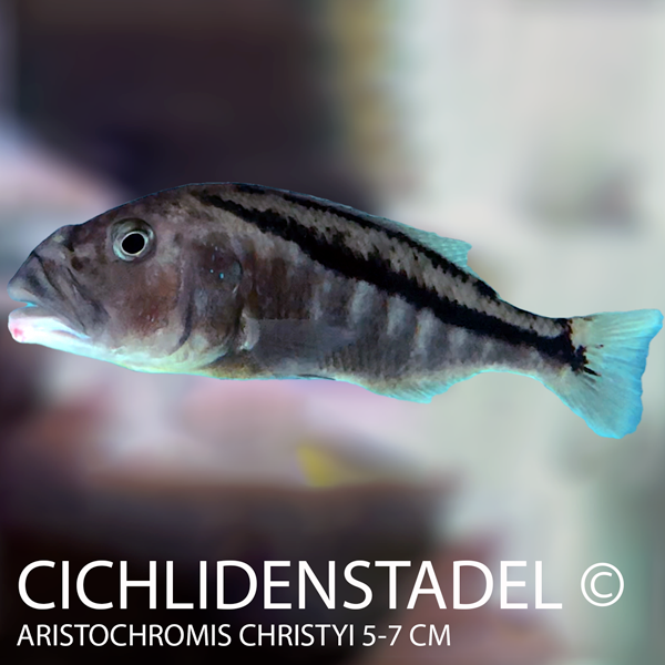 Aristochromis christyi 8-10 cm