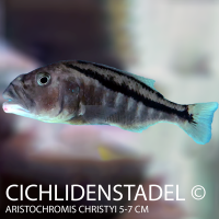 Aristochromis christyi 9-12 cm